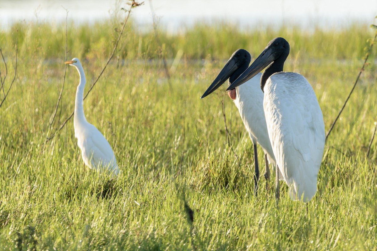 čáp jabiru - ML610667160