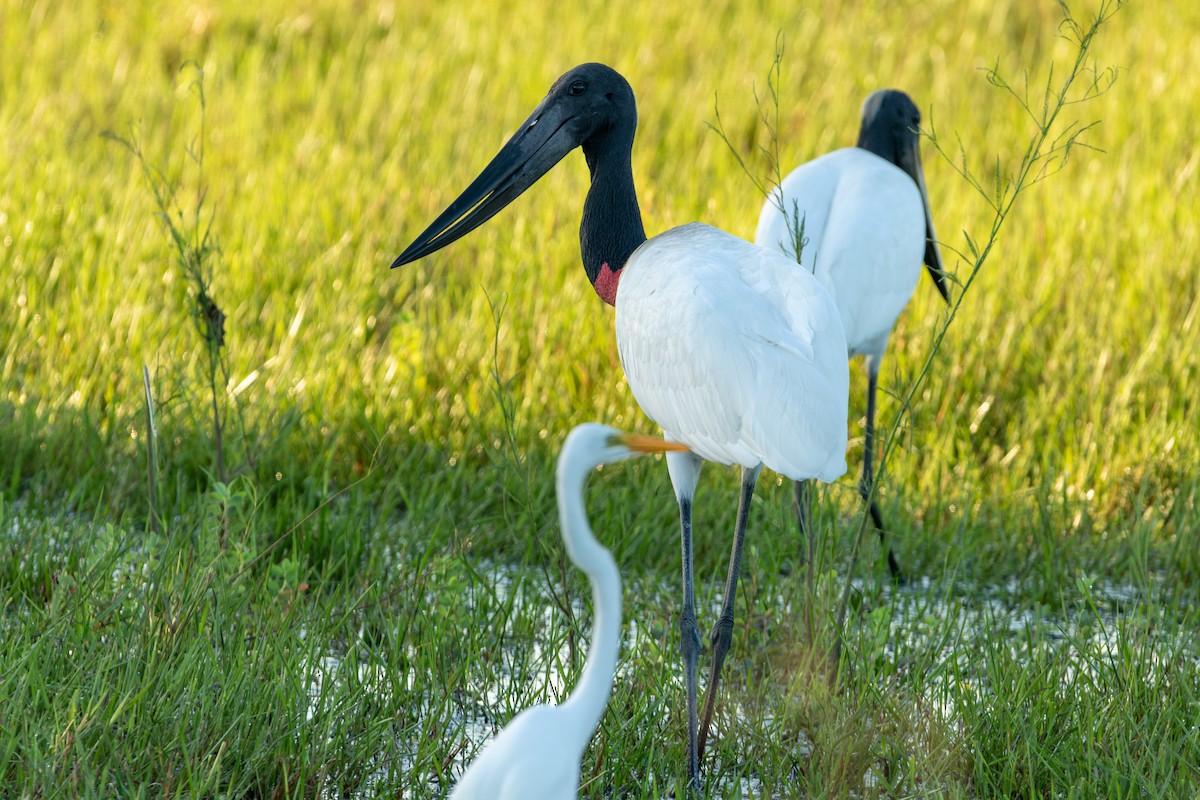 Jabiru d'Amérique - ML610667165