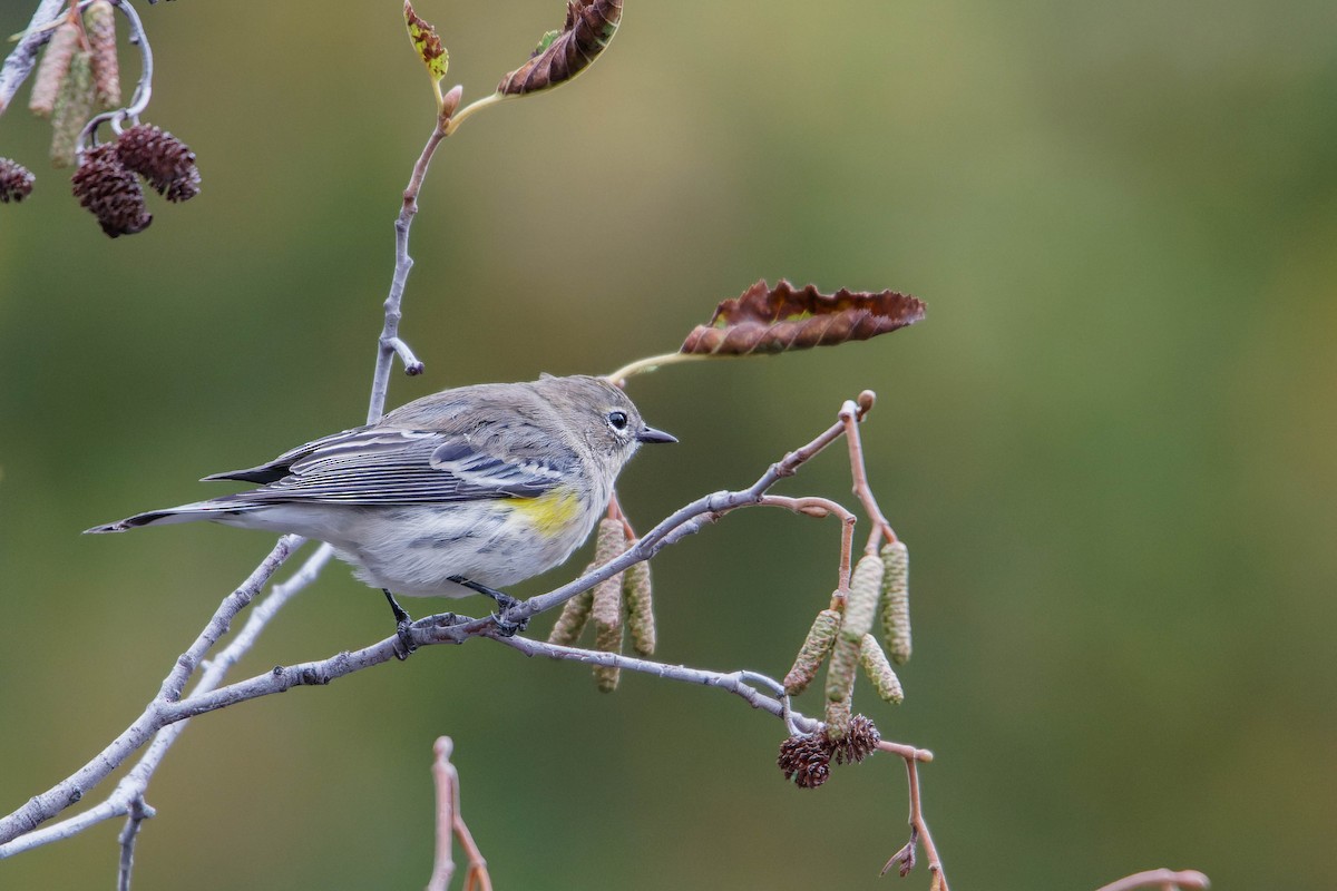 Yellow-rumped Warbler - ML610667184