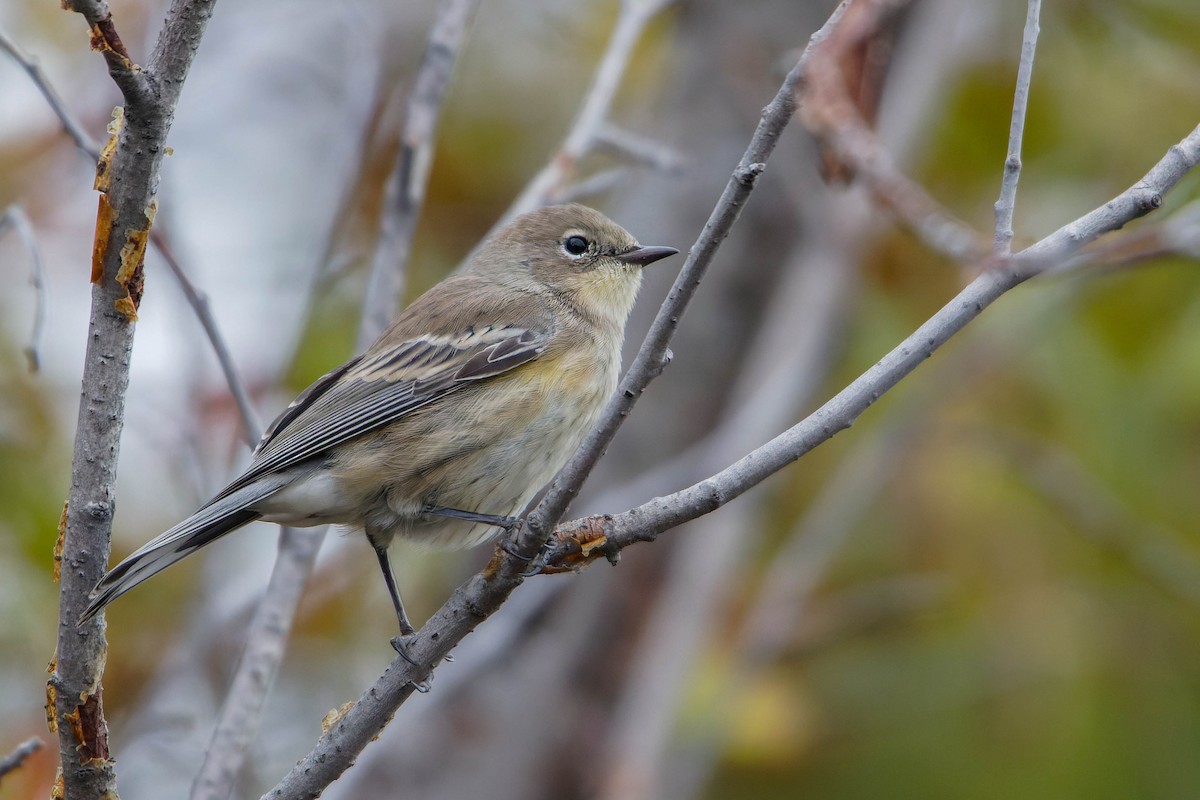 Yellow-rumped Warbler - ML610667185