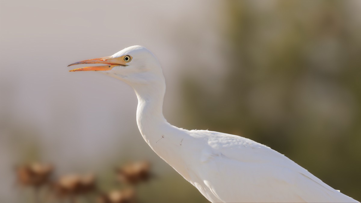 Western Cattle Egret - SONER SABIRLI