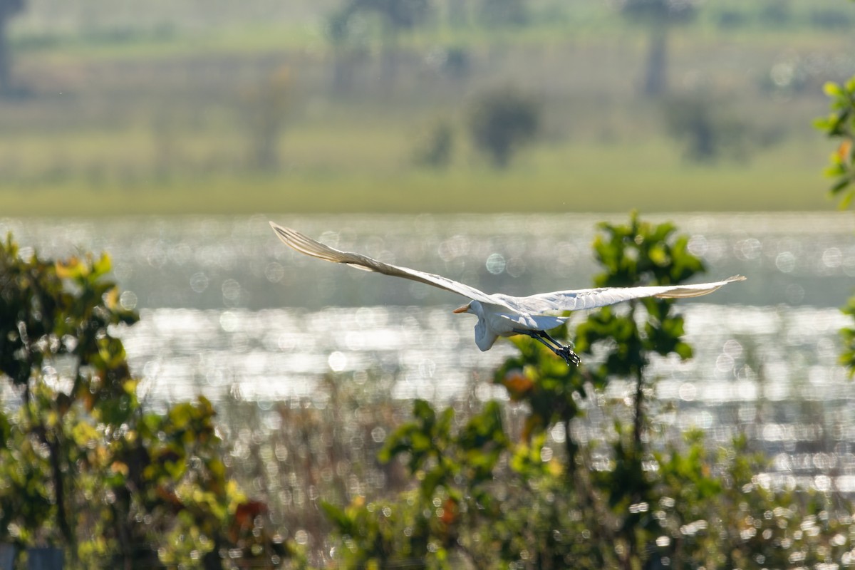 Great Egret - Tomaz Melo