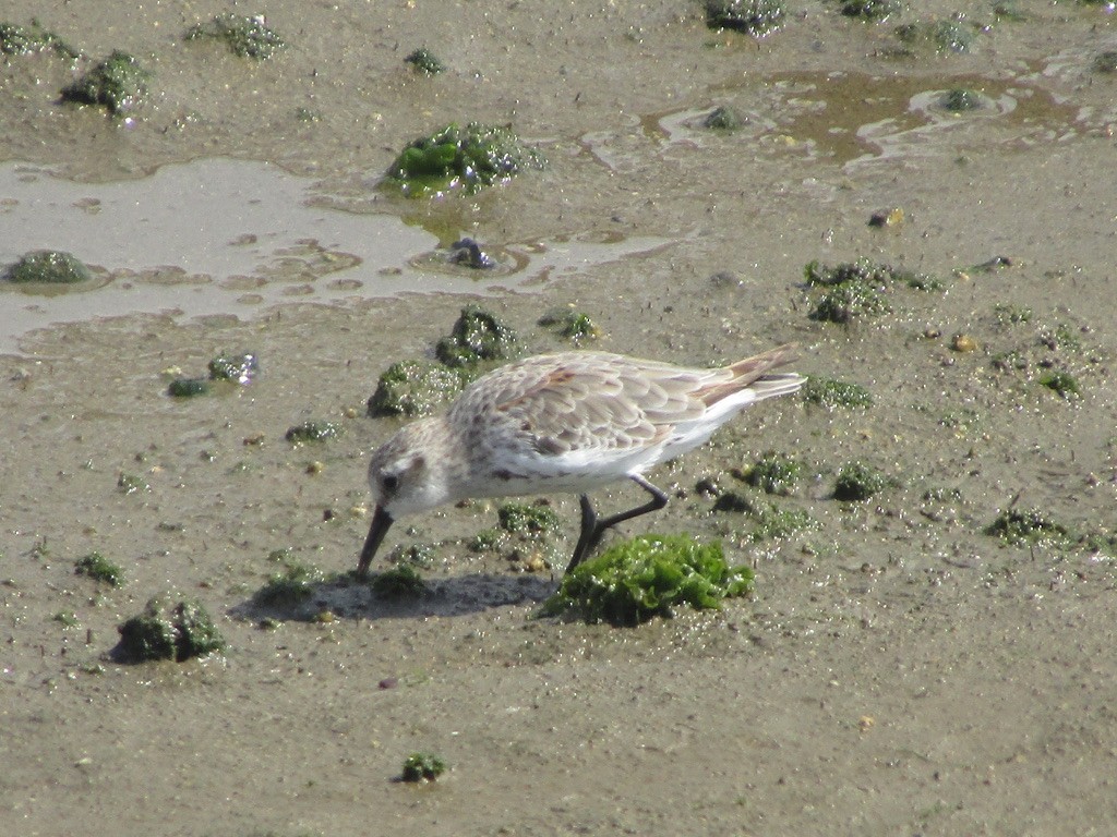 Western Sandpiper - Carlos G Vasquez C