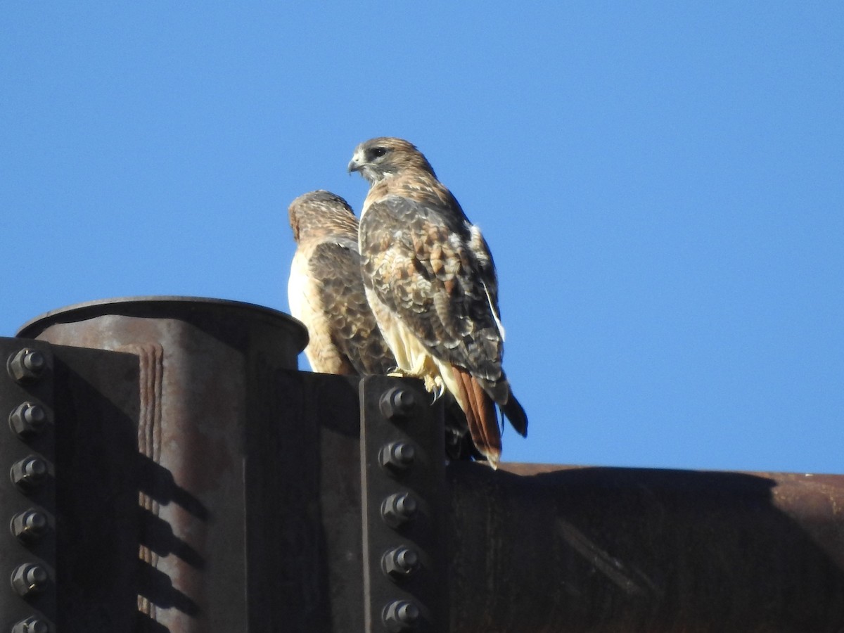 Red-tailed Hawk - ML610667401