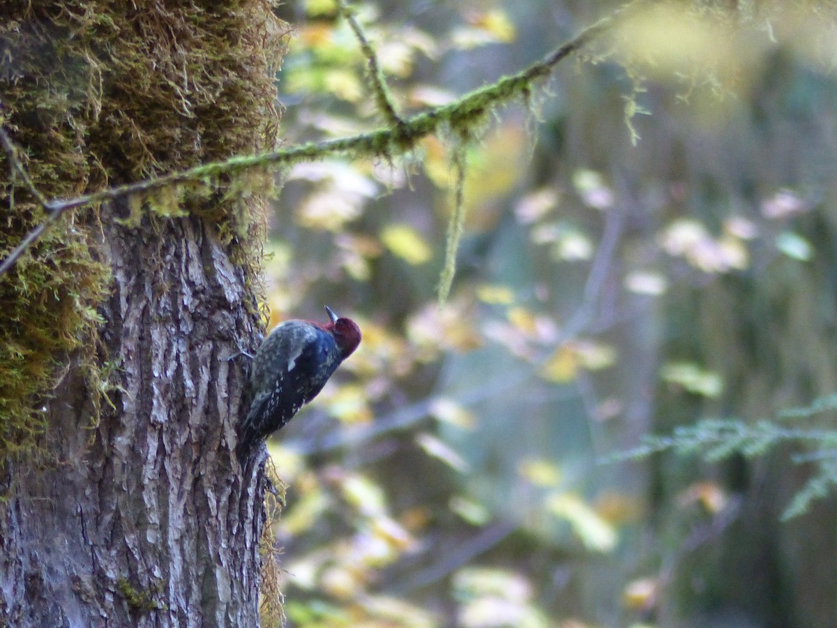 Red-breasted Sapsucker - ML610667409
