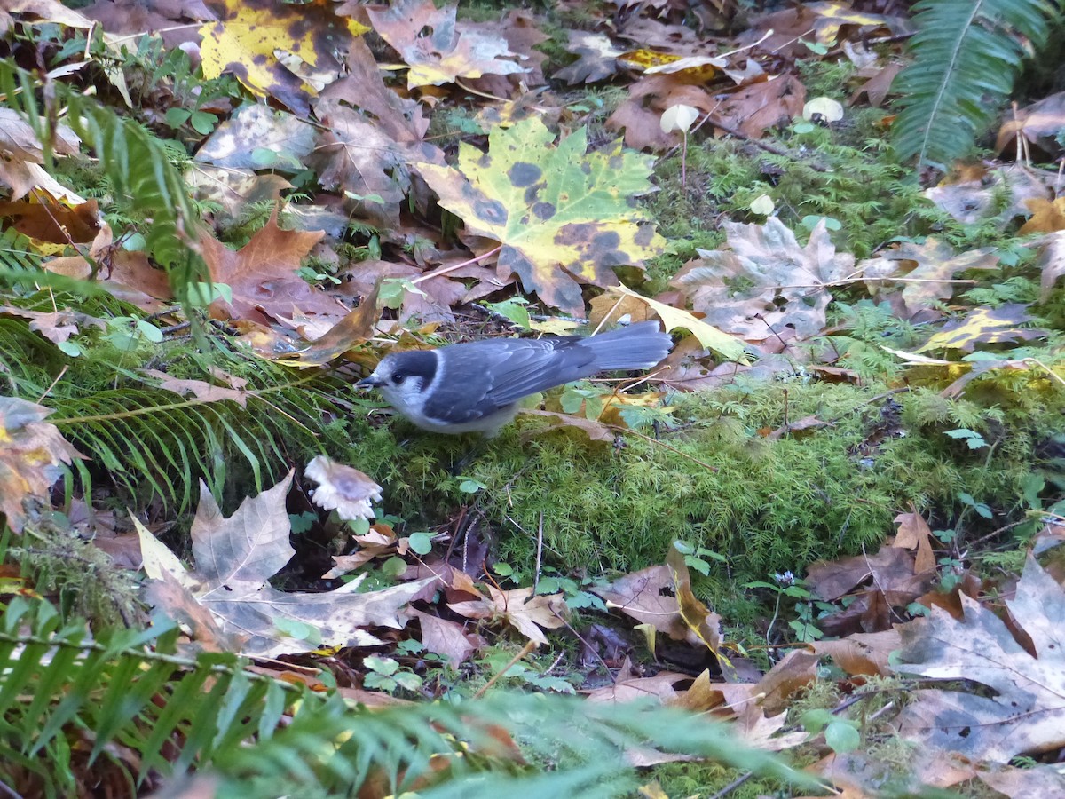 Canada Jay - ML610667422