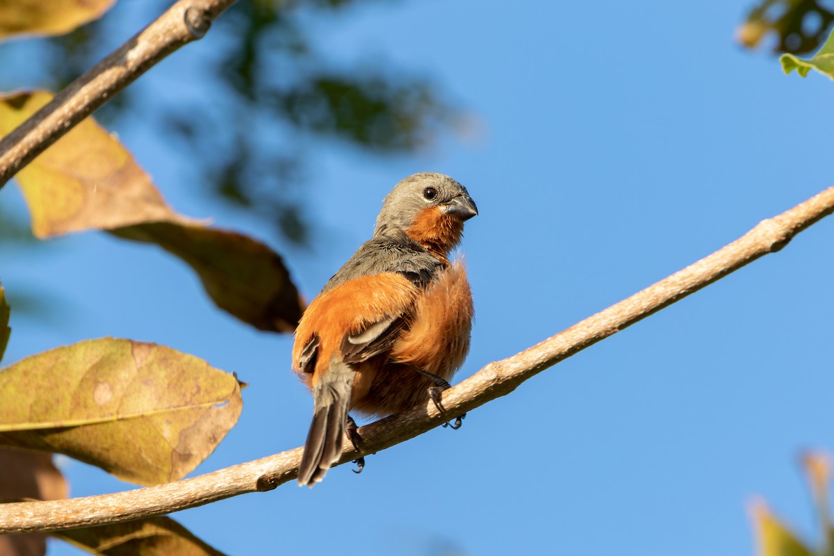 Ruddy-breasted Seedeater - ML610667434