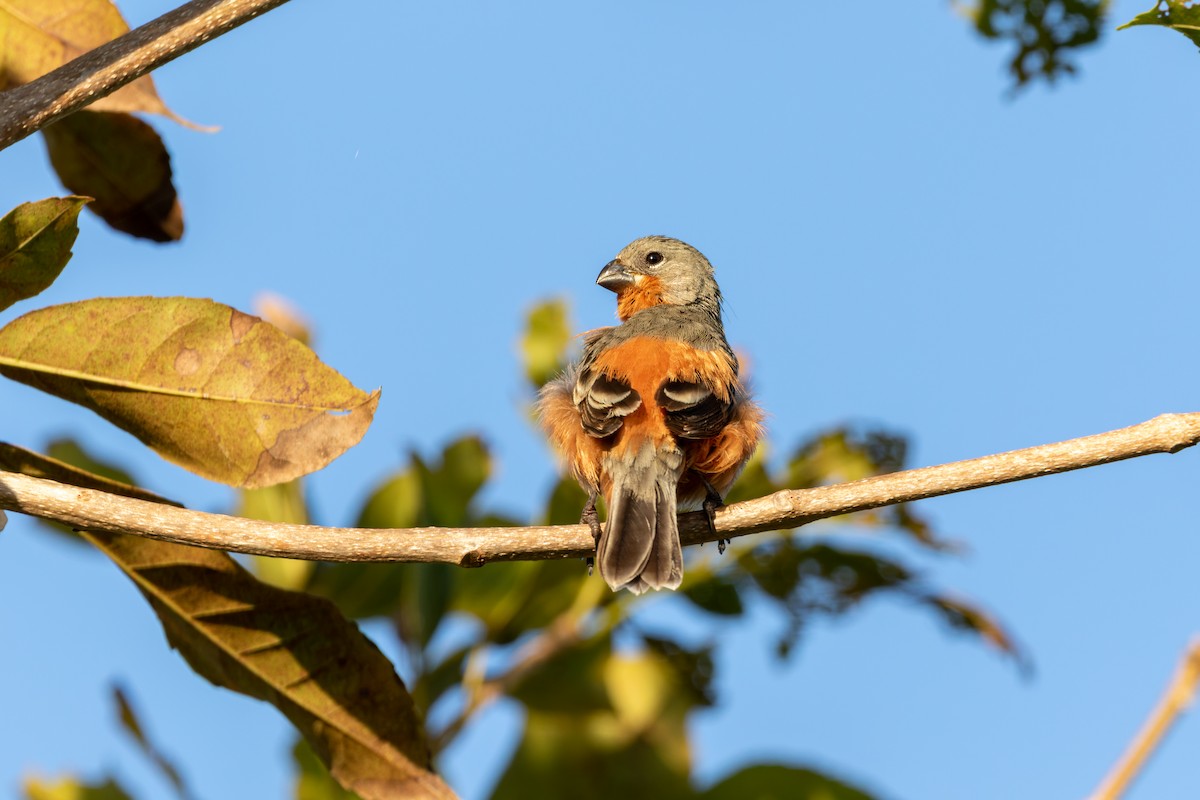 Ruddy-breasted Seedeater - Tomaz Melo