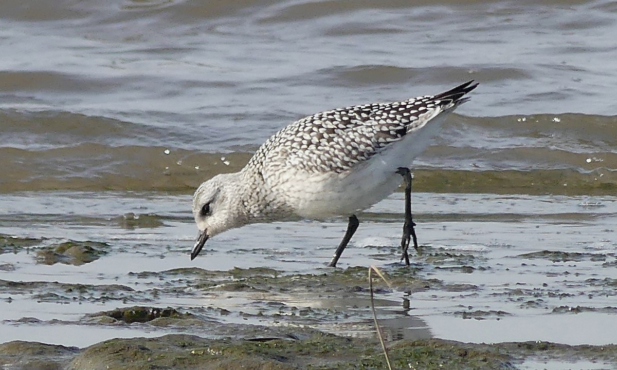 Black-bellied Plover - ML610667454