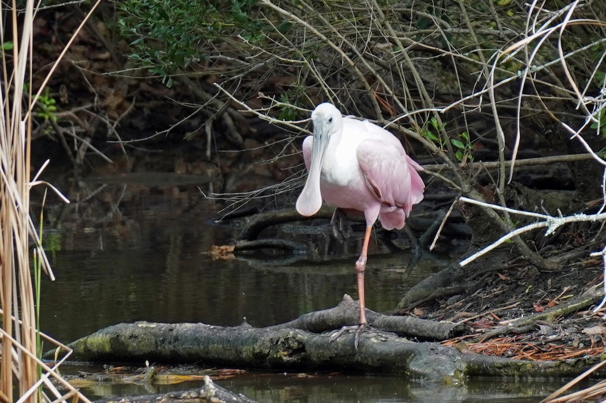 Roseate Spoonbill - ML610667456