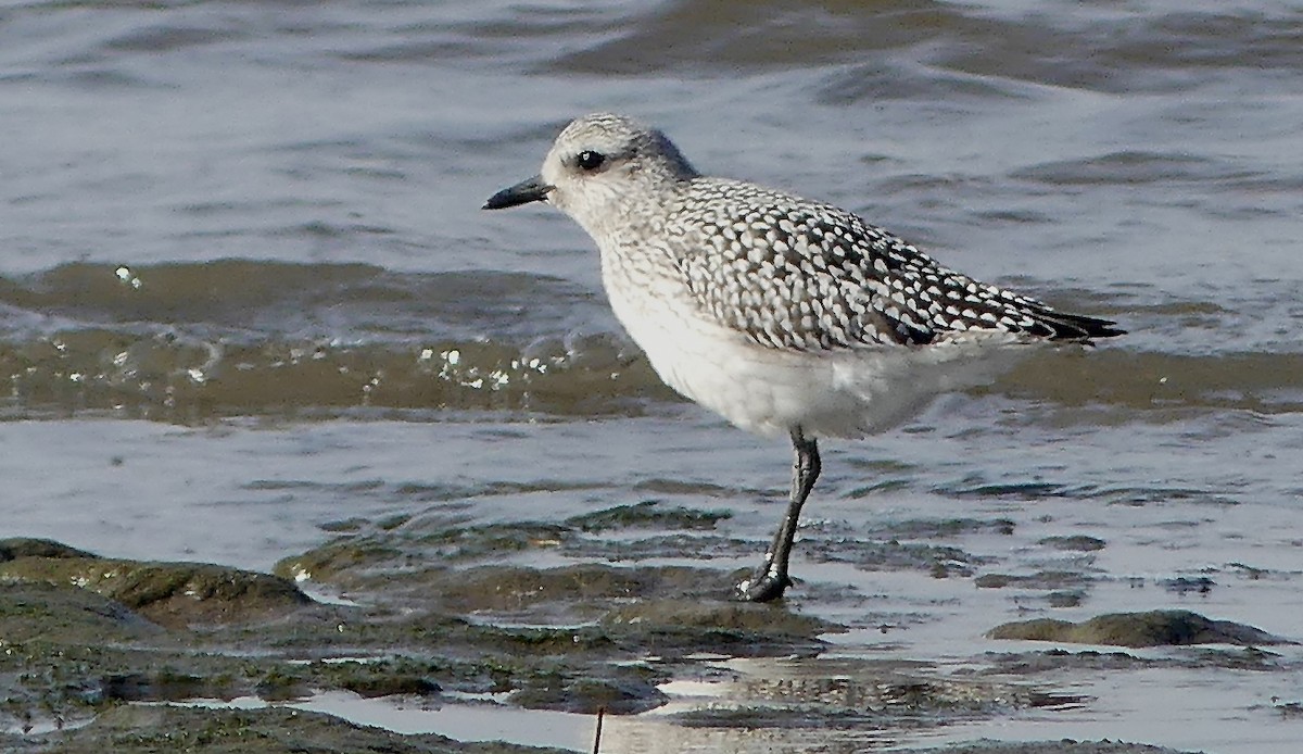 Black-bellied Plover - ML610667465