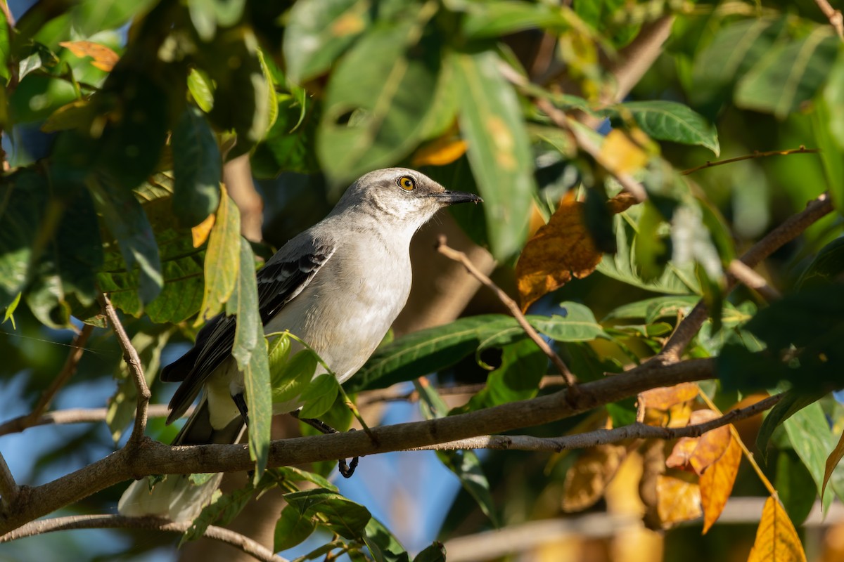 Tropical Mockingbird - ML610667467