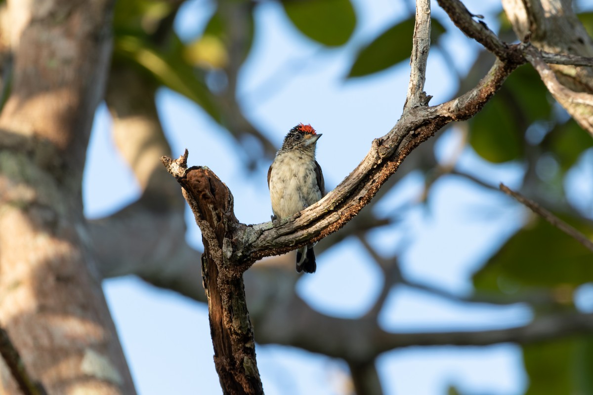 White-bellied Piculet - ML610667609