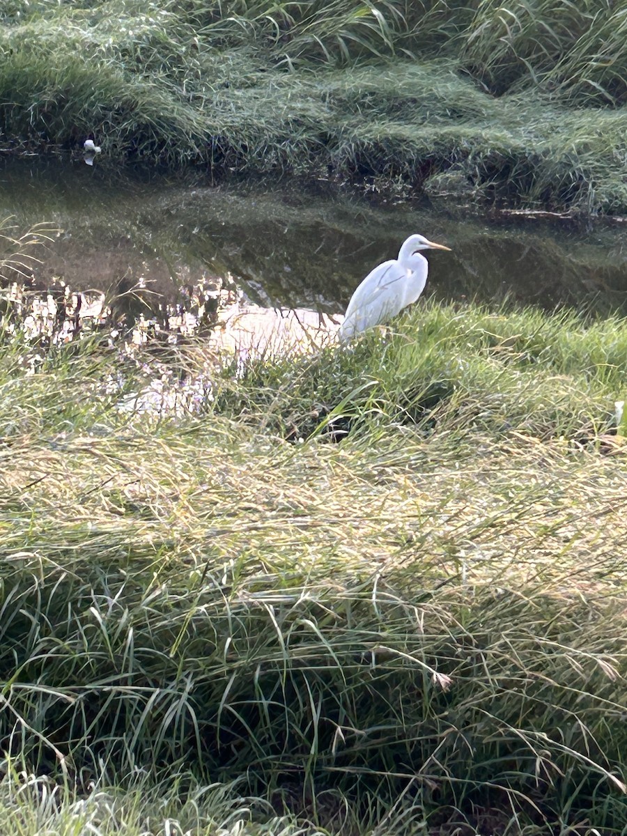 Great Egret - ML610667734