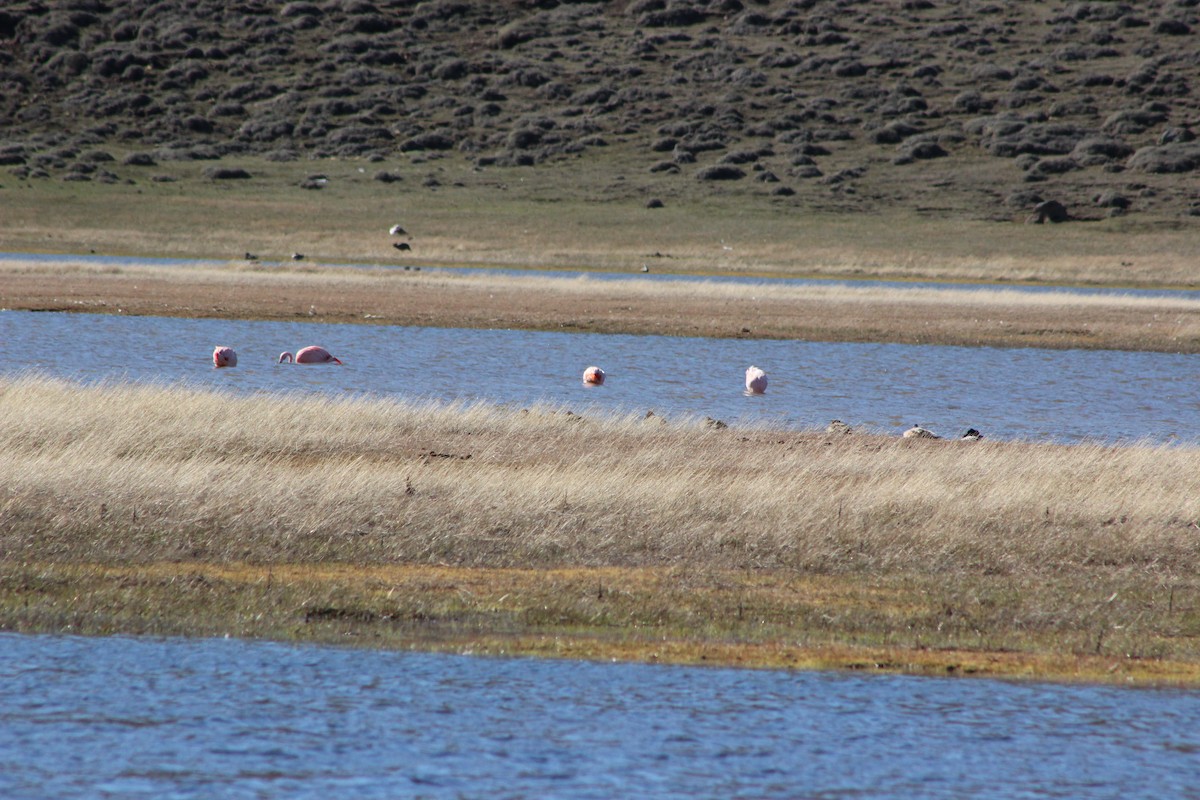 Chilean Flamingo - ML610667754