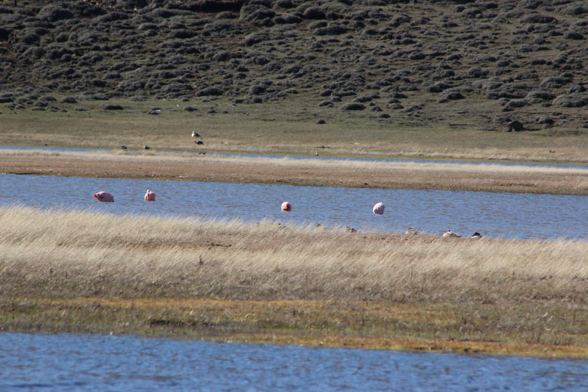 Chilean Flamingo - ML610667755