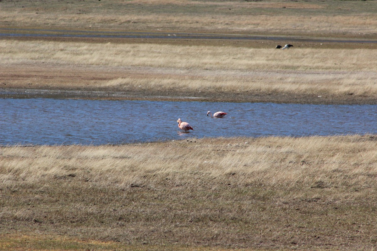 Chilean Flamingo - ML610667772
