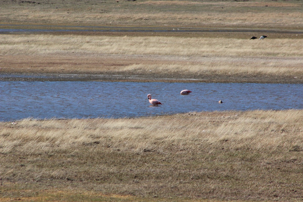 Chilean Flamingo - ML610667773