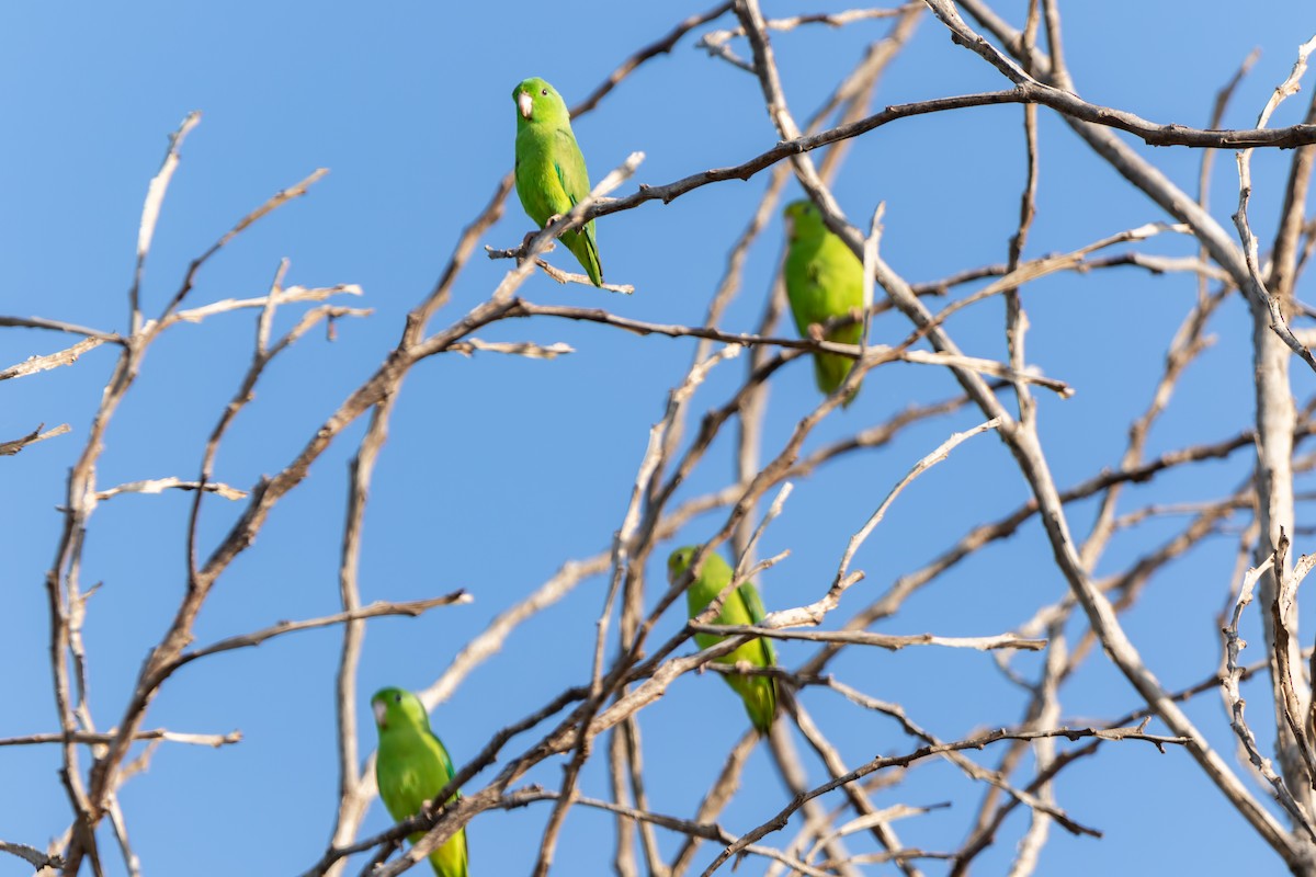 Green-rumped Parrotlet - ML610667794