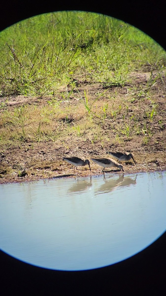 Short-billed/Long-billed Dowitcher - ML610667814