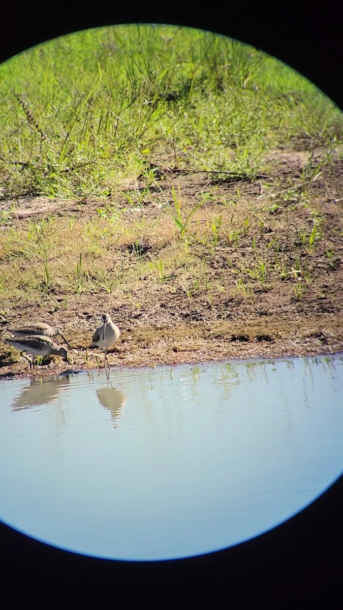 Short-billed/Long-billed Dowitcher - ML610667815