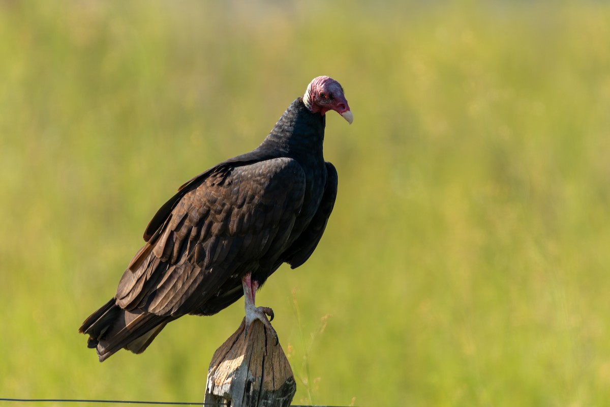 Turkey Vulture - Tomaz Melo