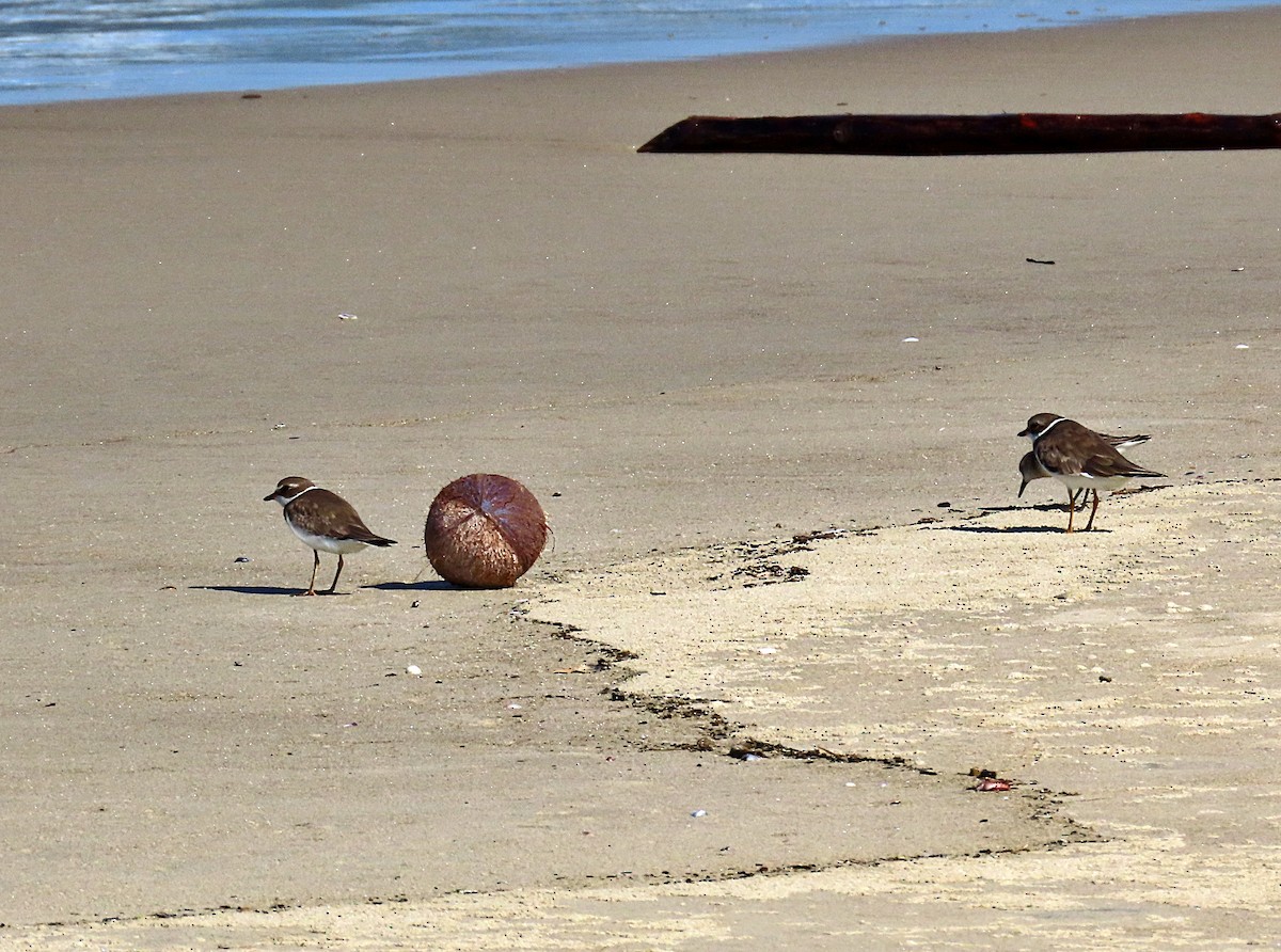 Semipalmated Plover - ML610667840