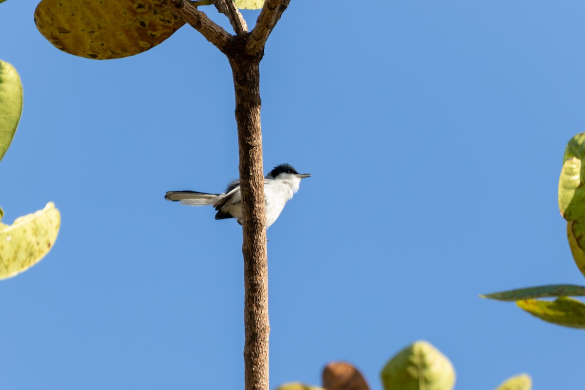 Gobemoucheron tropical (innotata) - ML610667858