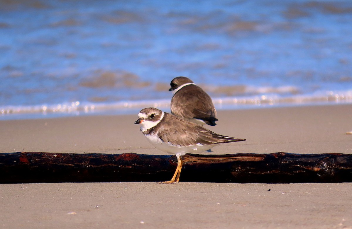 Semipalmated Plover - ML610667866