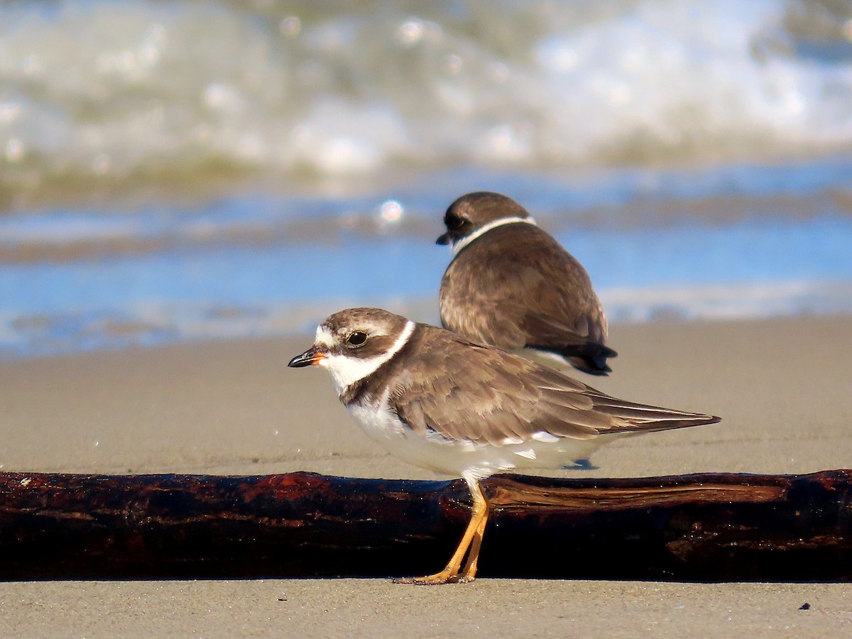Semipalmated Plover - ML610667867