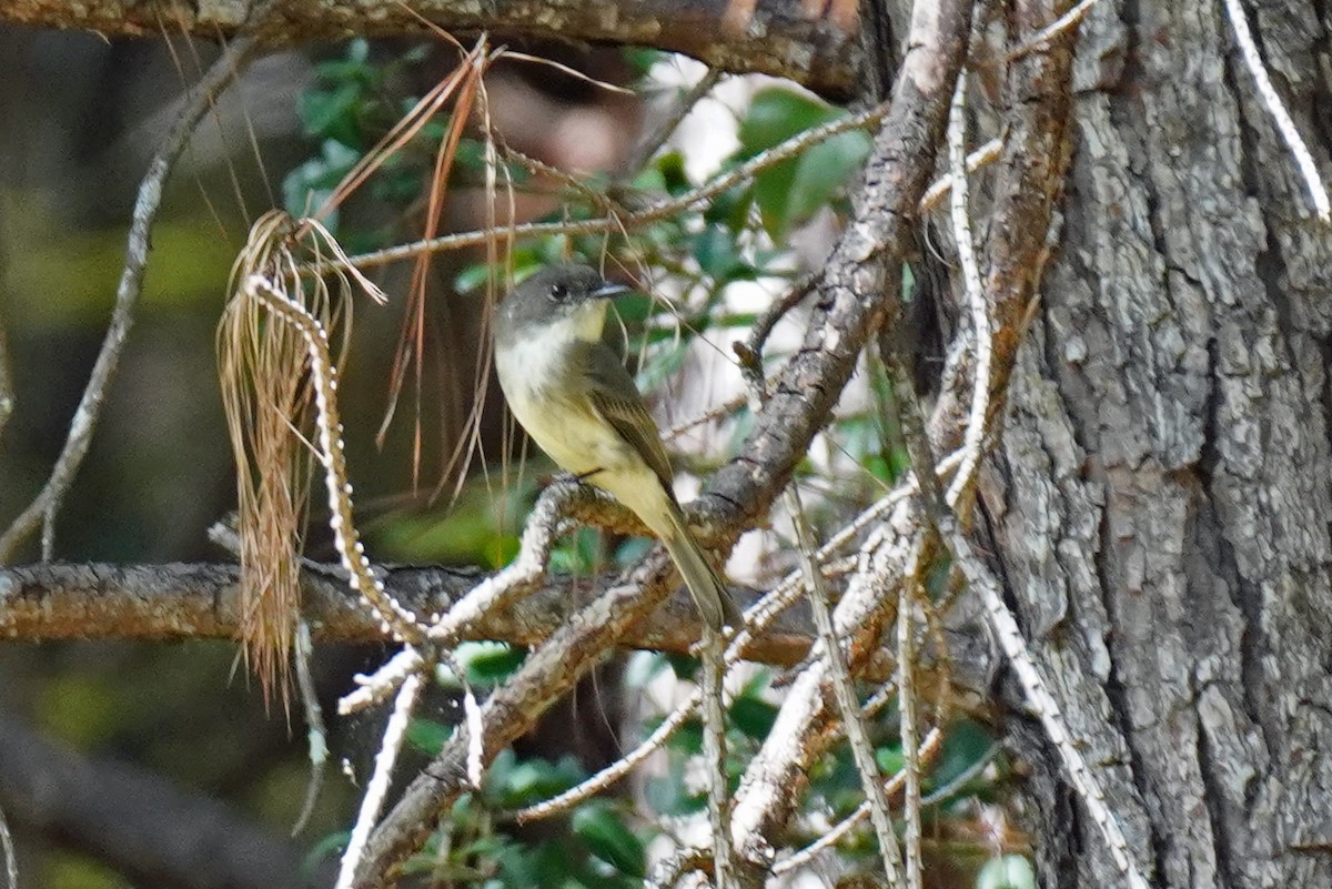 Eastern Phoebe - ML610667878