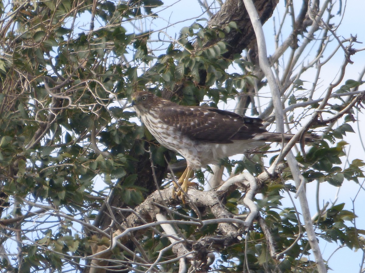 Cooper's Hawk - ML610667886