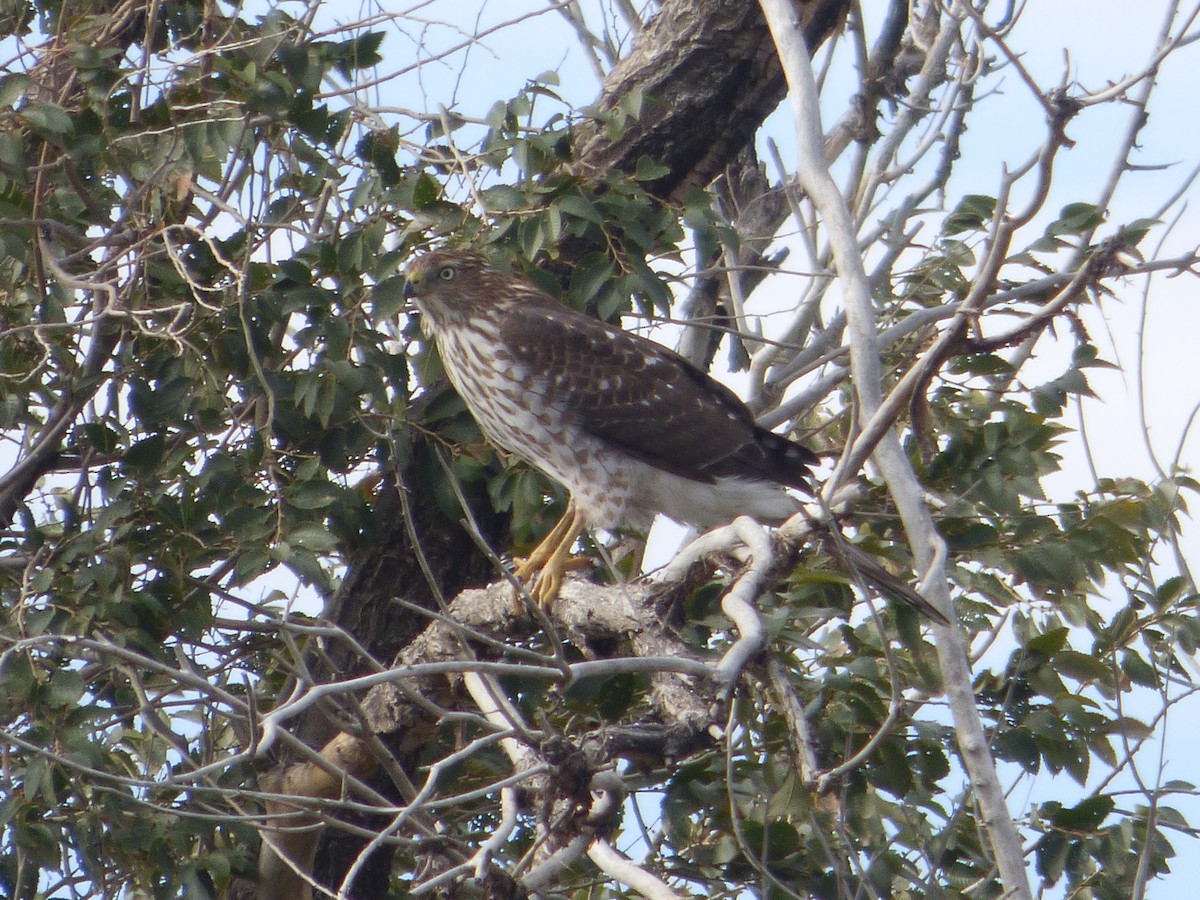 Cooper's Hawk - Devin McDonald