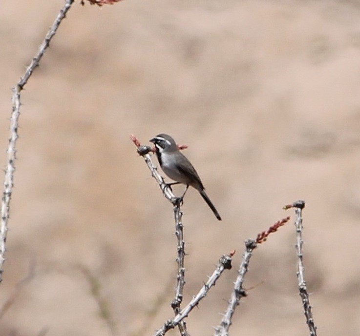 Black-throated Sparrow - ML610667910