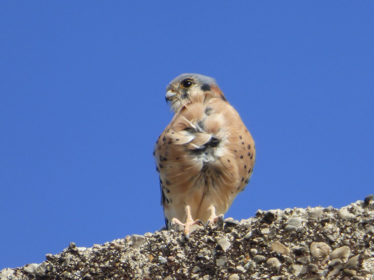 American Kestrel - ML610668046