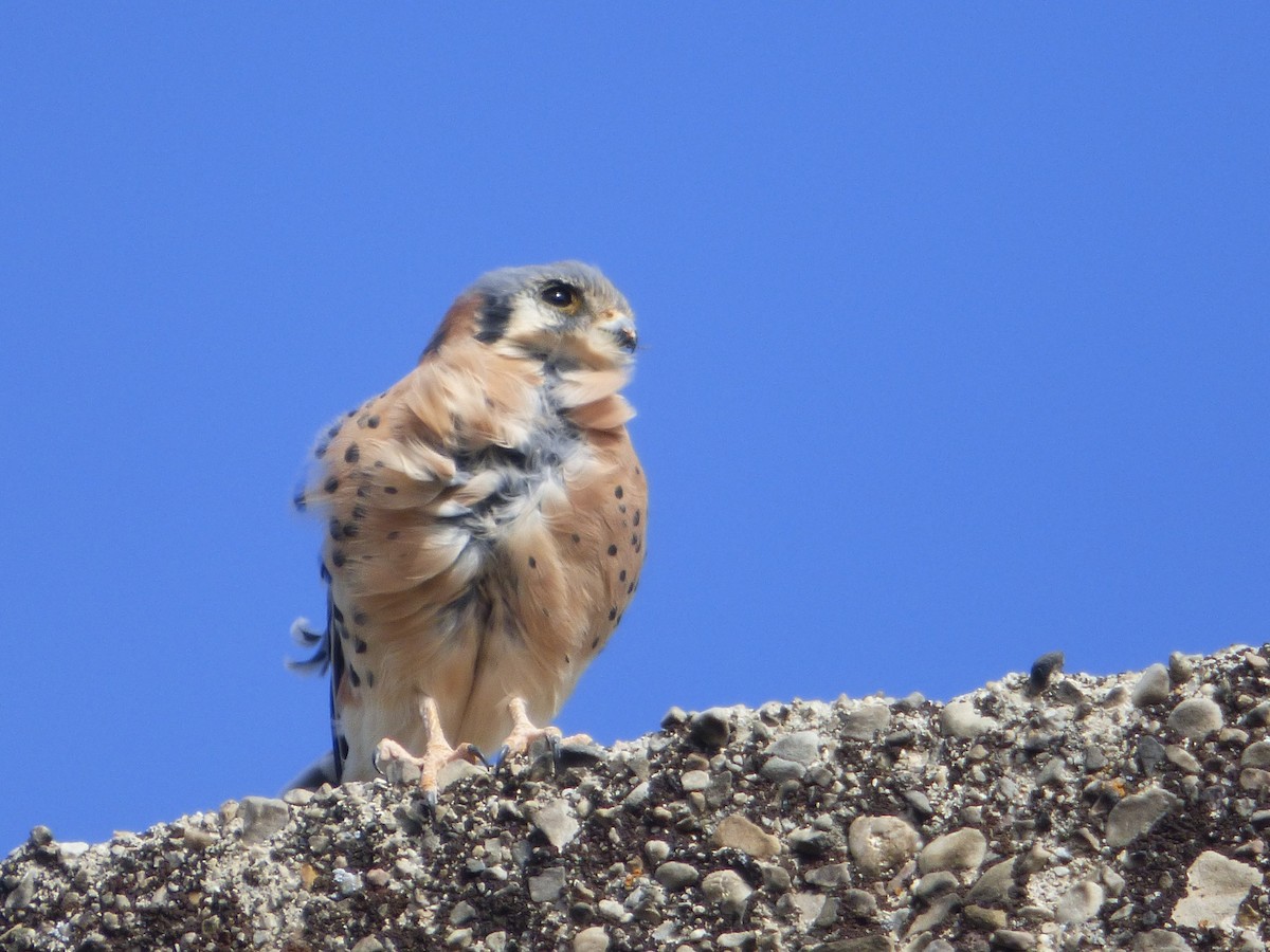 American Kestrel - Devin McDonald