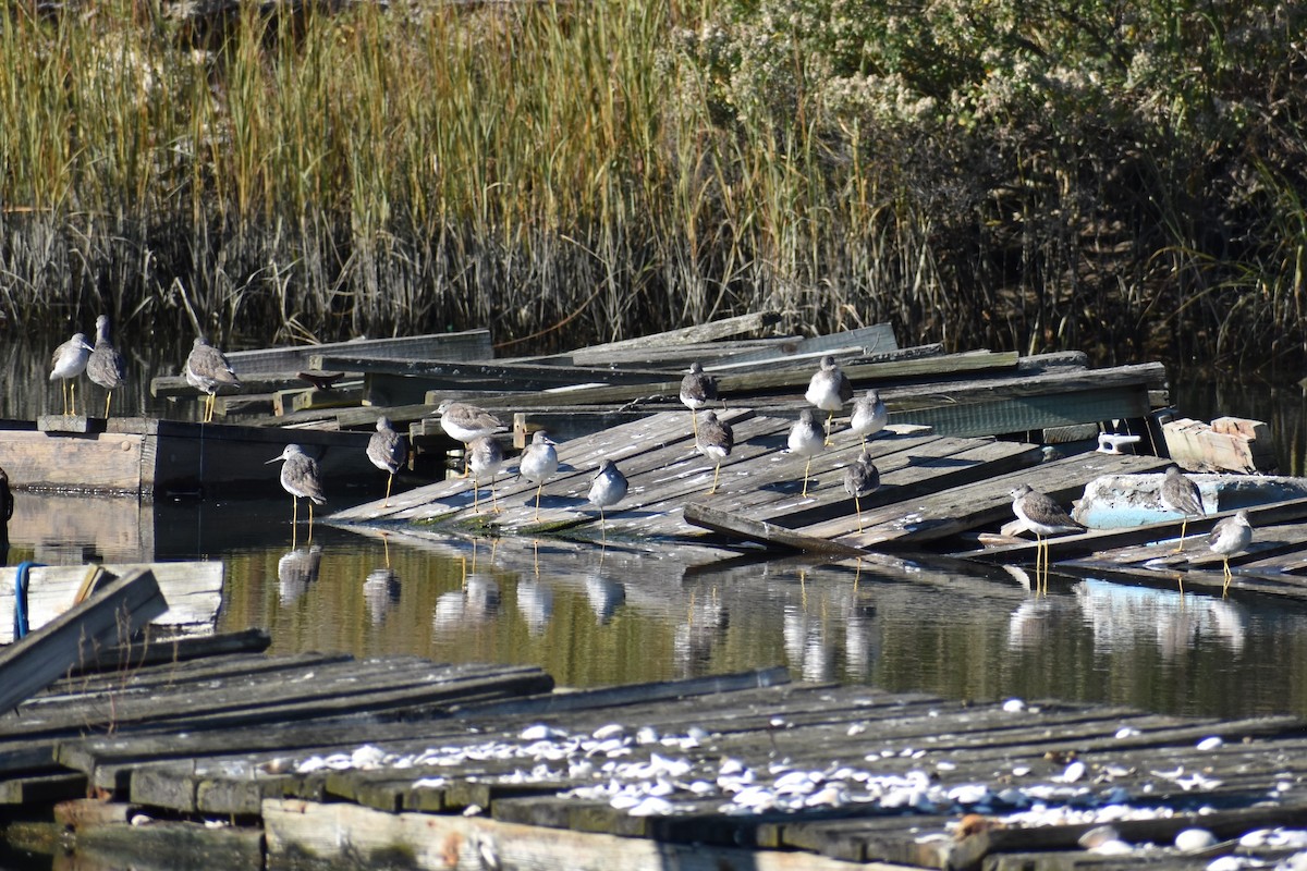 Greater Yellowlegs - ML610668051