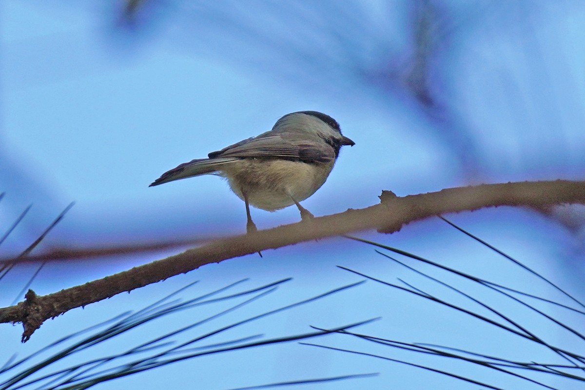 Carolina Chickadee - ML610668062