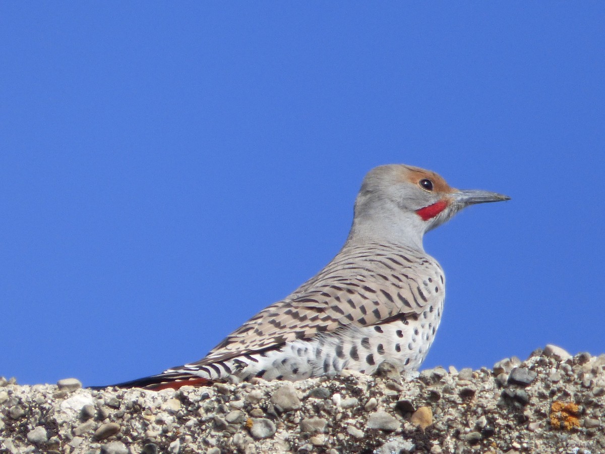 Northern Flicker - Devin McDonald