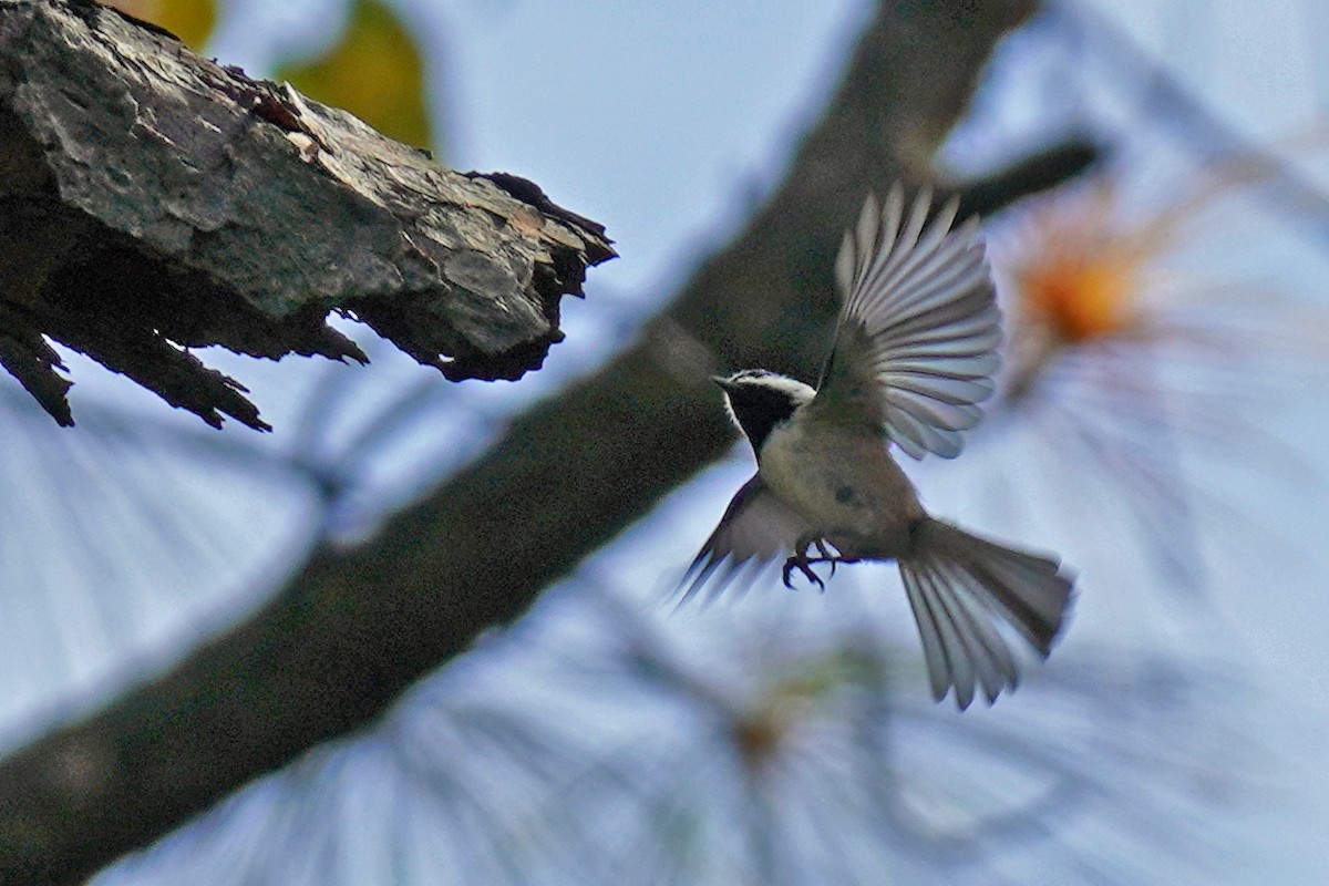 Carolina Chickadee - ML610668069