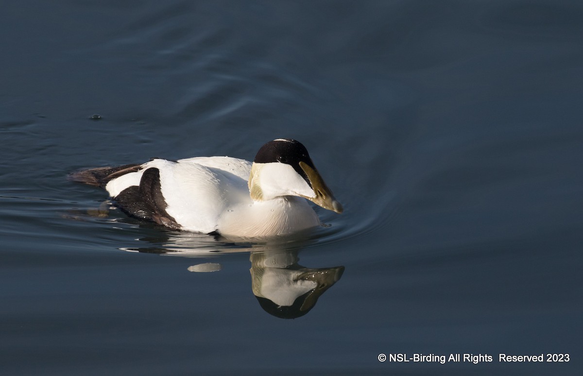 Common Eider - ML610668164