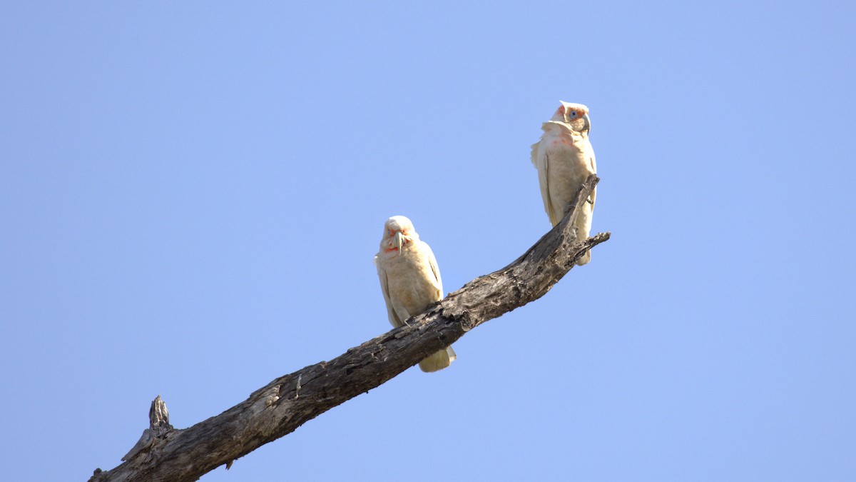 Long-billed Corella - ML610668211