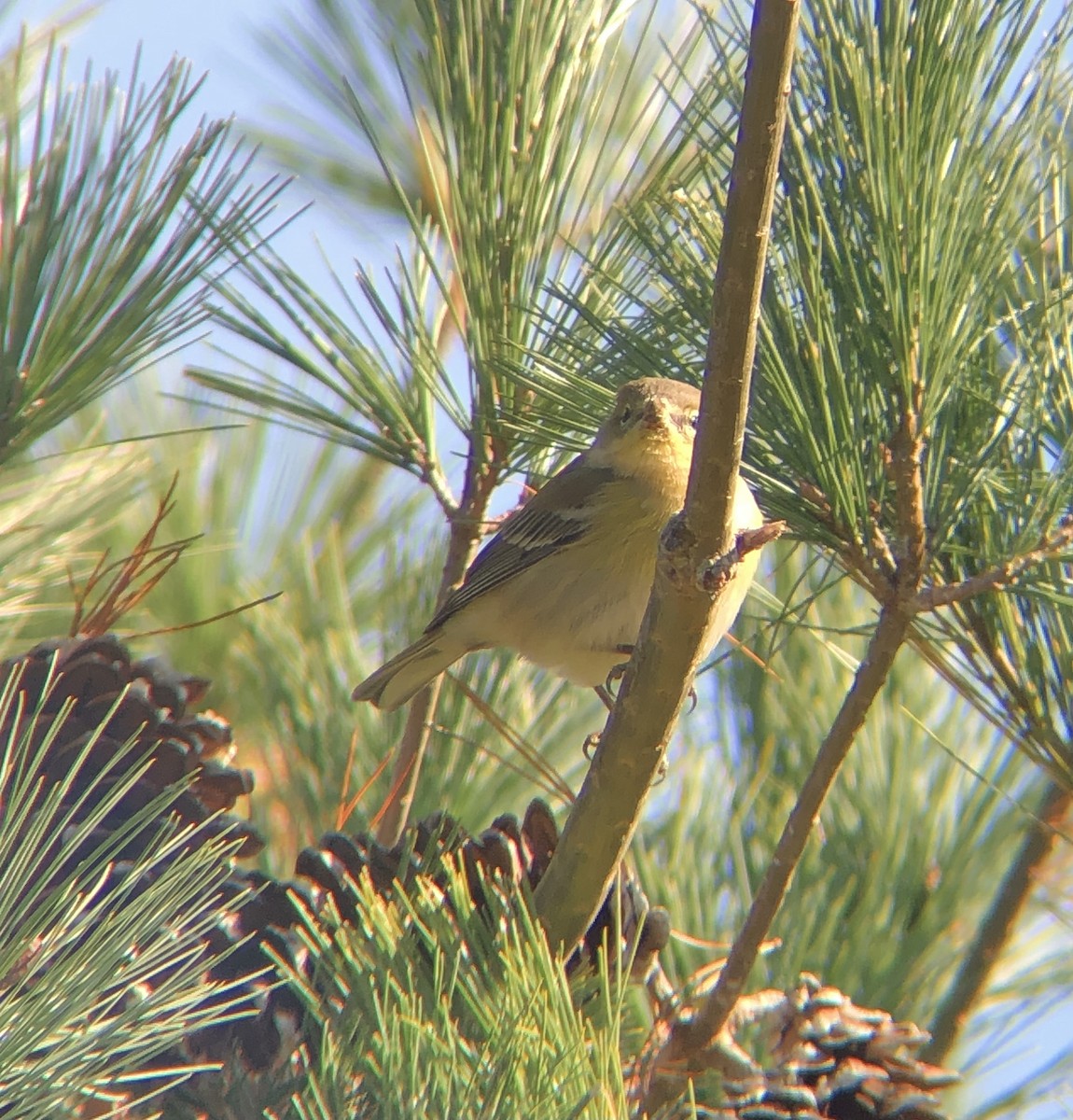 Pine Warbler - KZ F