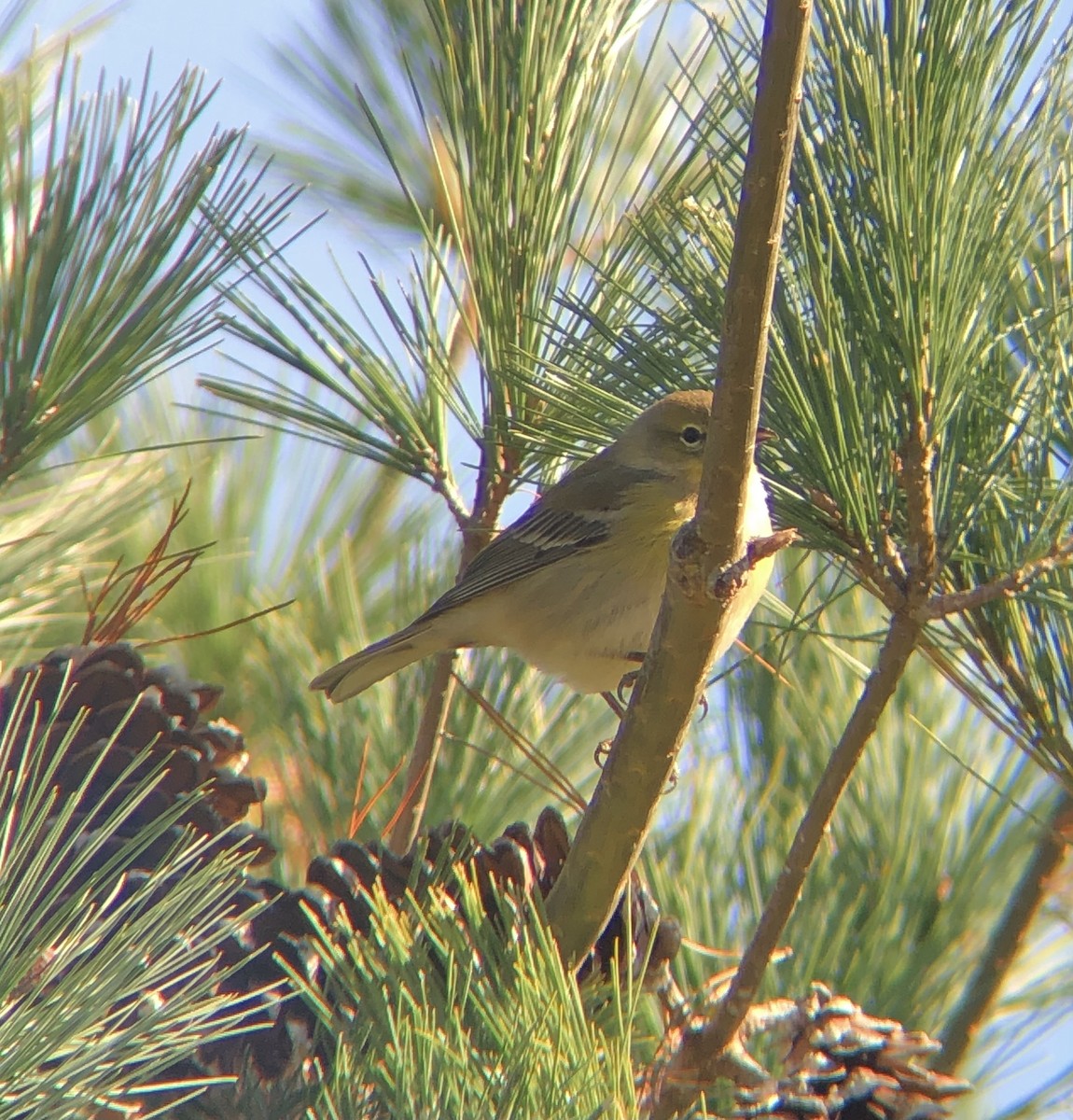 Pine Warbler - ML610668282