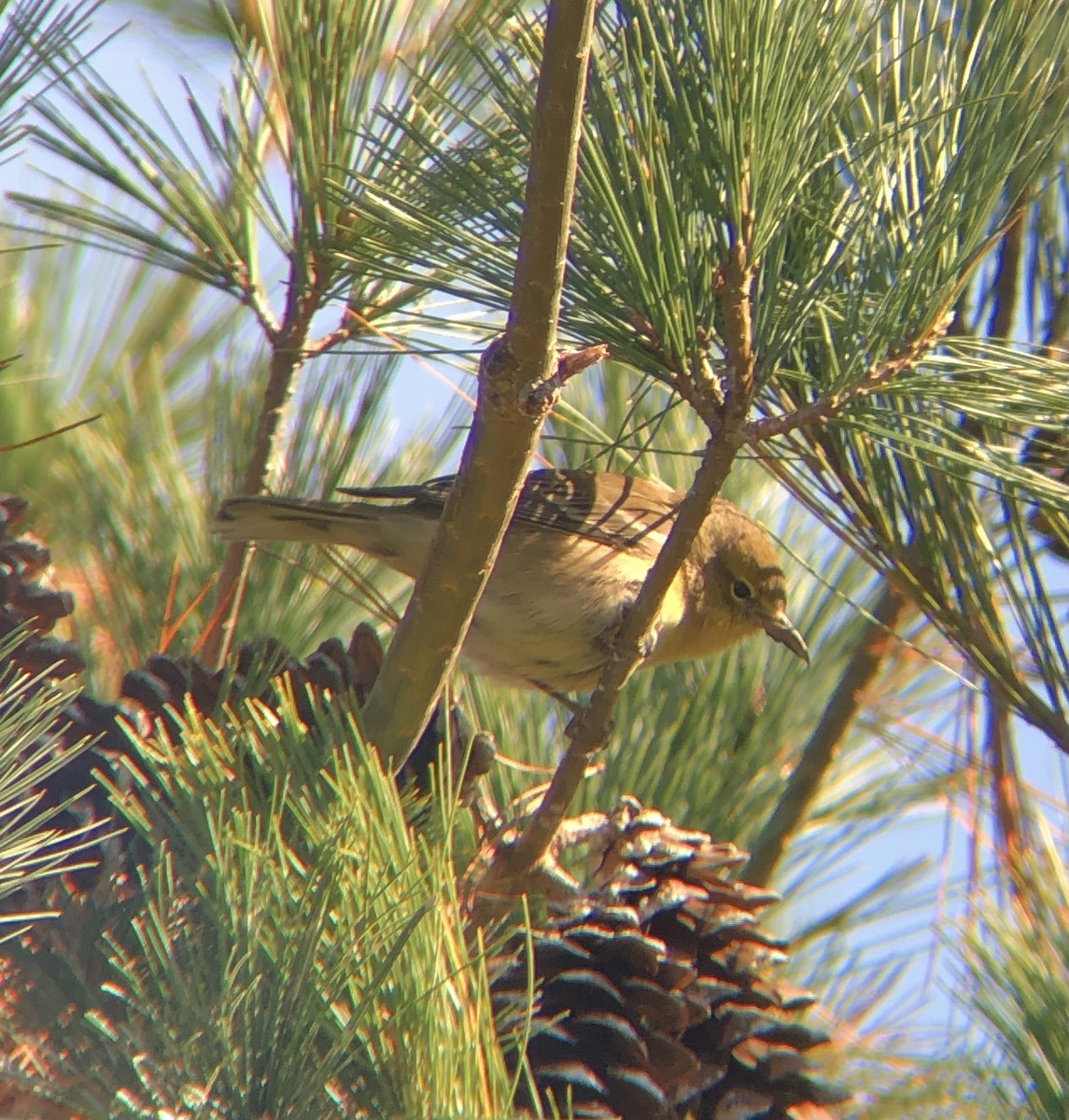 Pine Warbler - KZ F