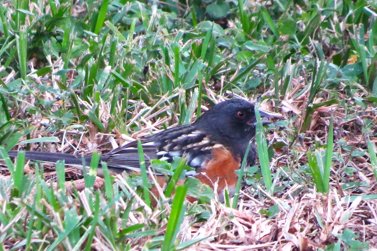 Spotted Towhee - ML610668486