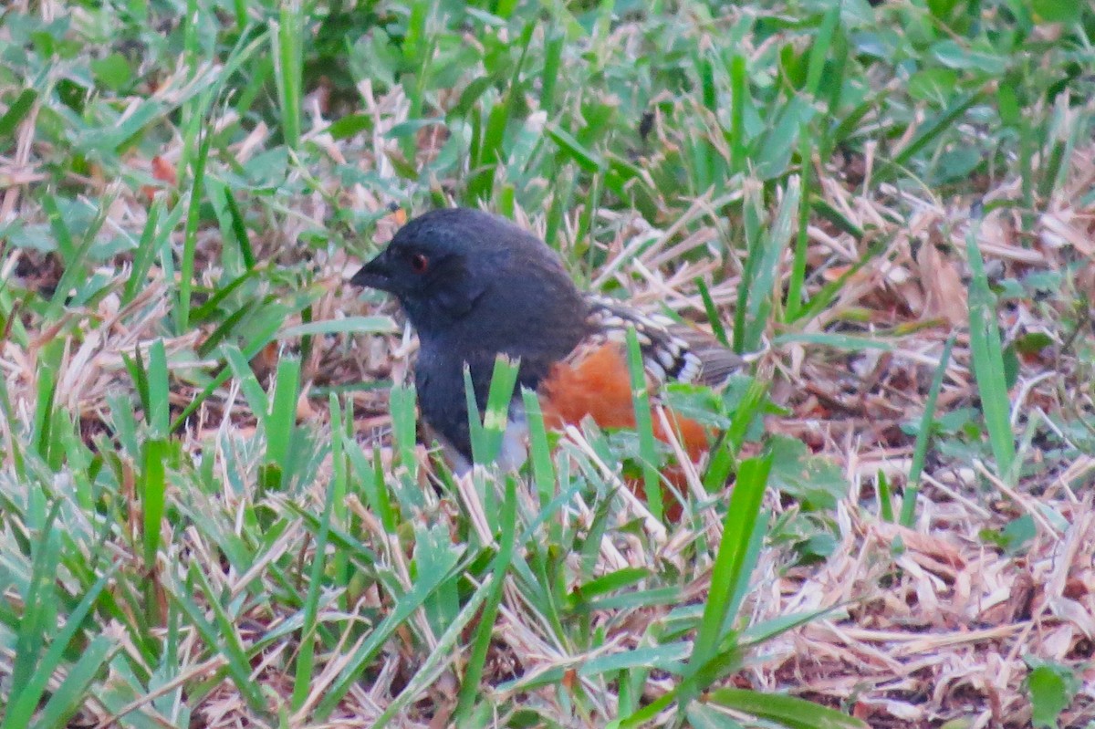 Spotted Towhee - ML610668490