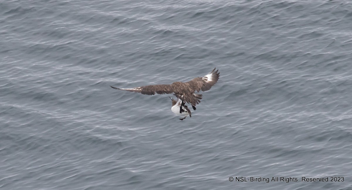 Great Skua - ML610668578