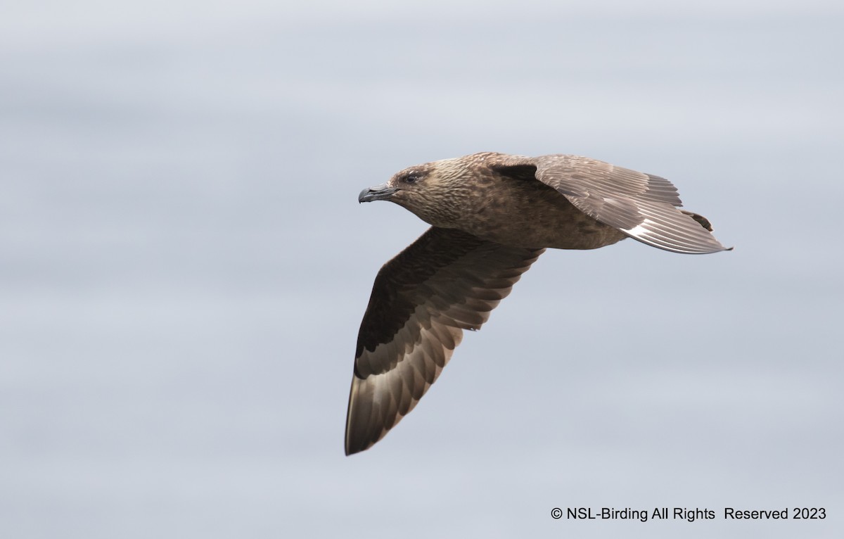 Great Skua - ML610668580