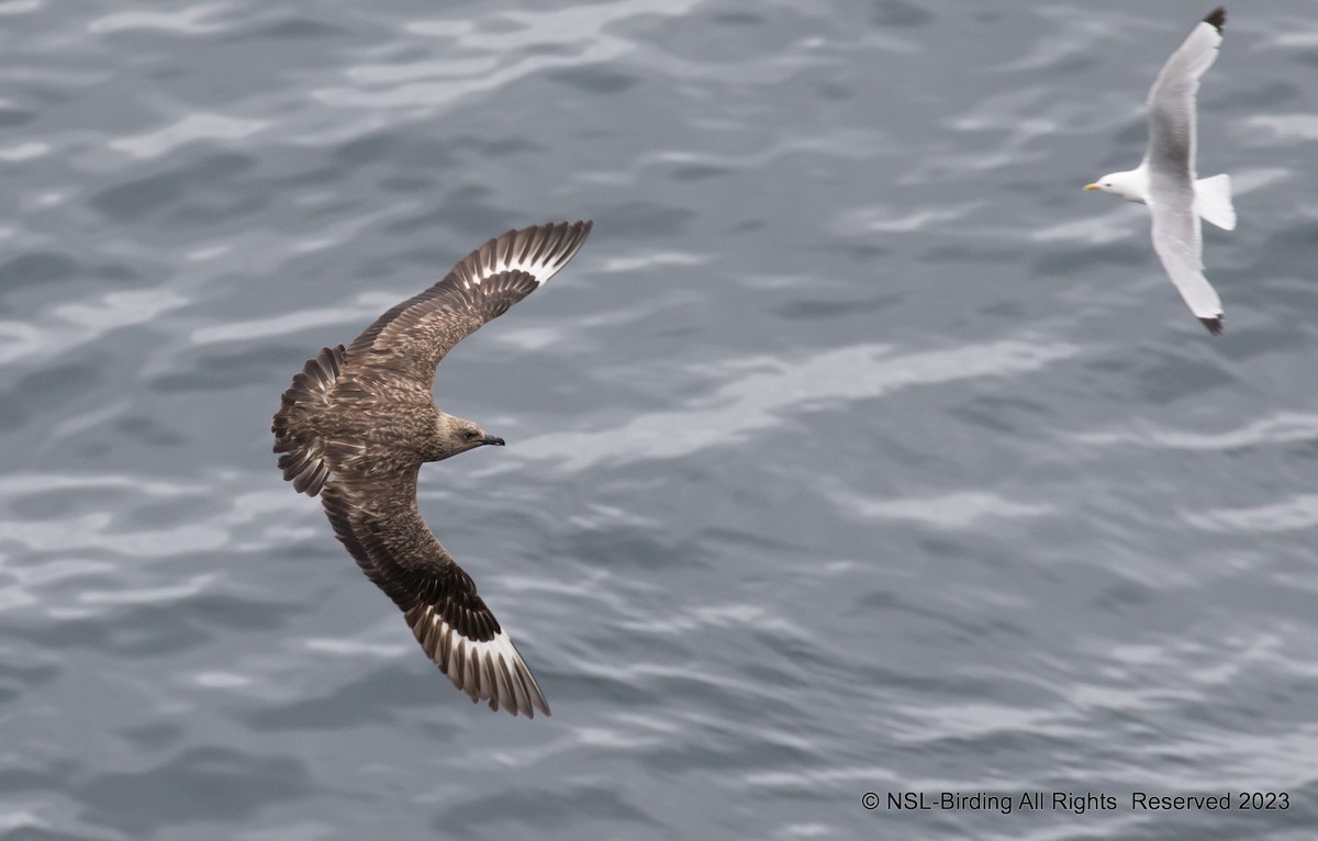 Great Skua - ML610668581